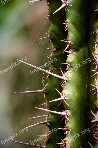 Cactaceae More Acute Thorny Succulent Desert