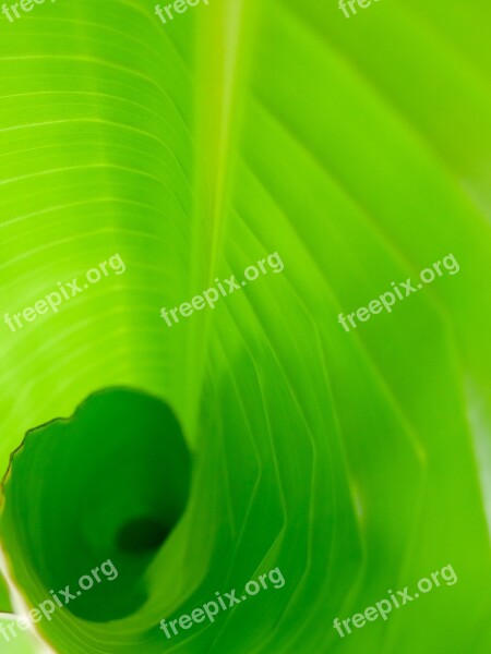 Leaf Flora Growth Nature Freshness