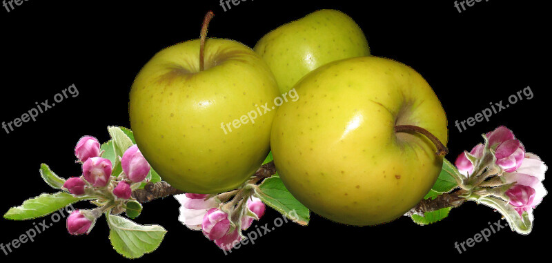 Apples Apple Blossom Fruit Gardening Free Photos