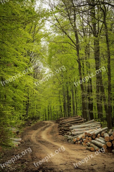 Wood Nature Landscape Tree Outdoors