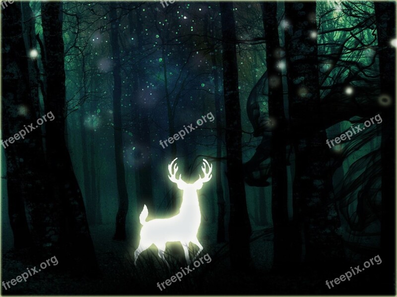 Dark Light Skittish Nature Deer