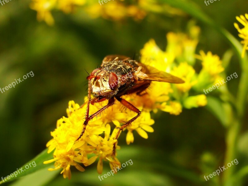 Nature Insect Apiformes Flower Plant