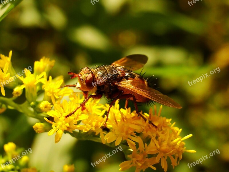 Insect Nature At The Court Of Flower Apiformes