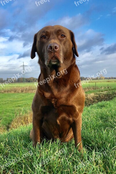 Dog Animal Pet Labrador Mammal