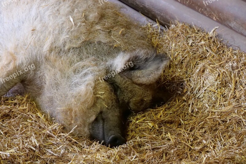 Mammal Wool Pig Sheep Pig Hungarian Breed Of Pig Mangalica