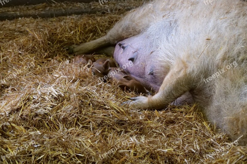 Mammal Wool Pig Sheep Pig Mangalitza Mangalica