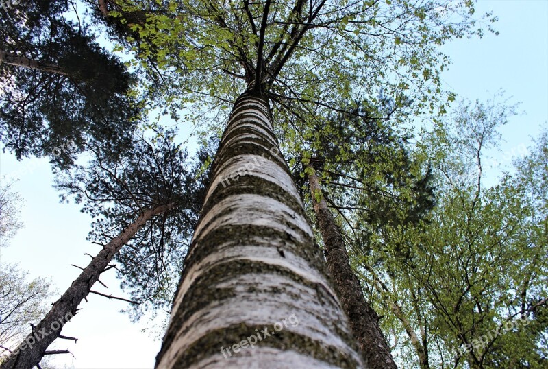 Birch Tree Low Angle Shot Wood Nature