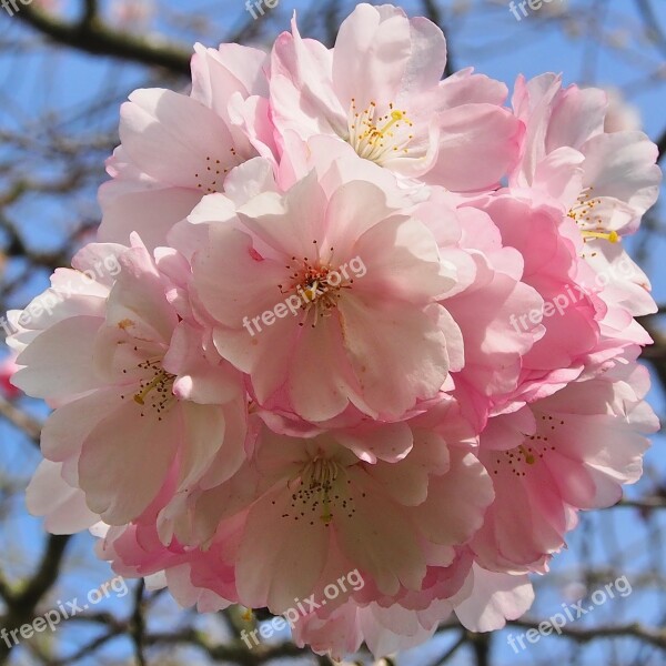 Japanese Cherry Flowers Umbels Harbinger Of Spring Garden