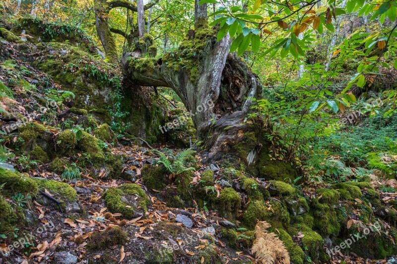 Nature Wood Landscape Mosses Leaf