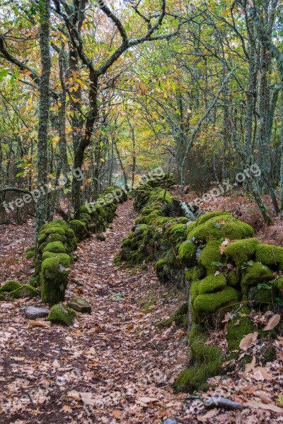 Nature Wood Plant Tree Landscape