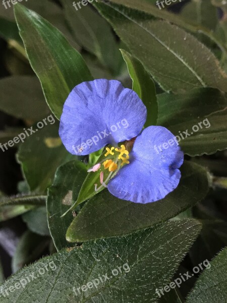 Blue Flower Petals Heavenly Blue Flower Flowers