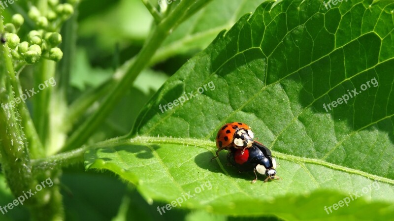 Ladybug Sex Free Photos