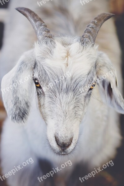 Animal Mammal Goat Nature Cashmere