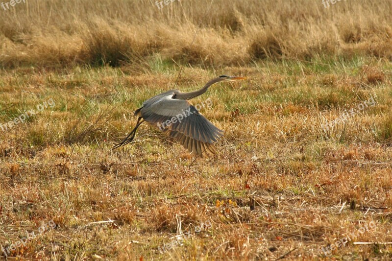 Nature Bird Wildlife Outdoors Grass