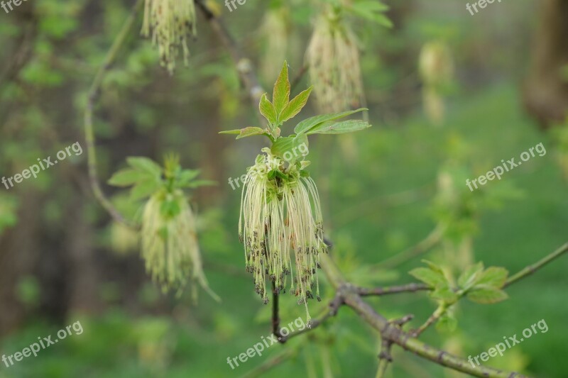 Nature Leaf Plant Tree Inflorescence