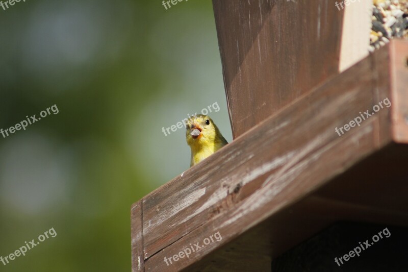 Outdoors Bird Wildlife Nature Wood