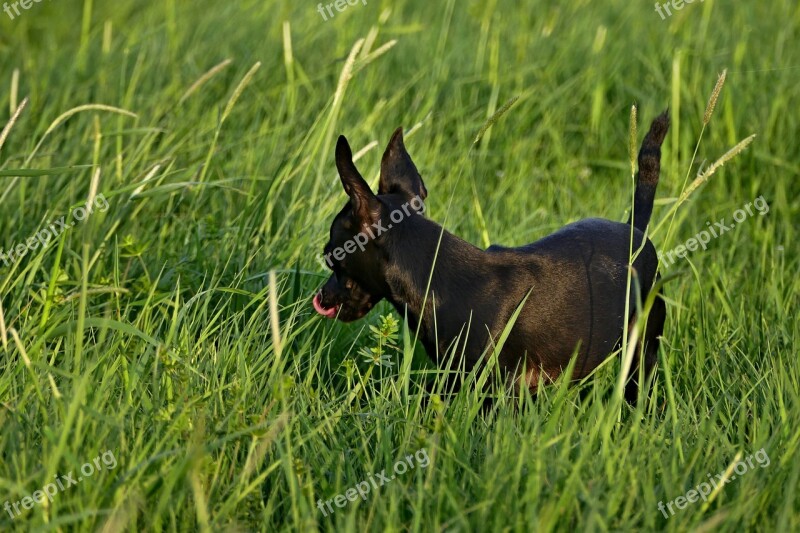 Dog Black Outdoors Ears Spring