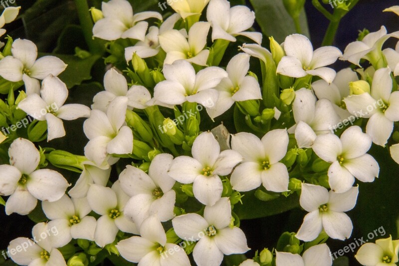 Kalanchoe Flower Nature No Person Plant