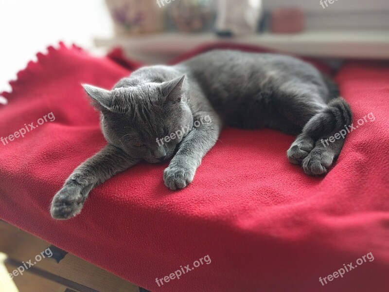 British Blue Cat British Shorthair Tomcat Cat Dormant