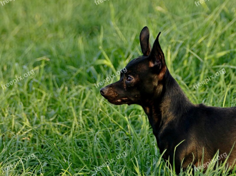 Dog Black Outdoors The Head Of The Grass