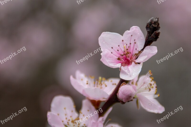 Flower Spring Peach Nature Plant