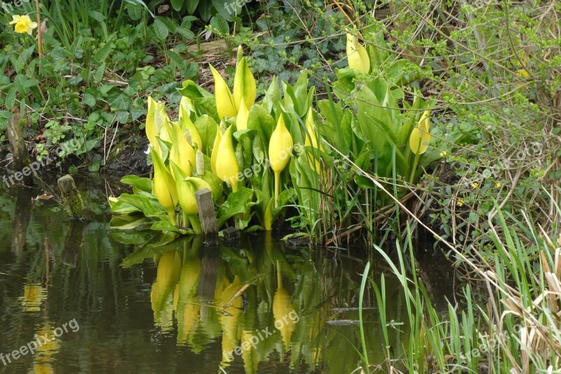 Yellow Zantedeschia Yellow Flowers Ditch Spring Nature