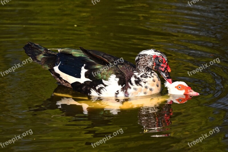 Muscovy Duck Duck Bird Water Bird Animal