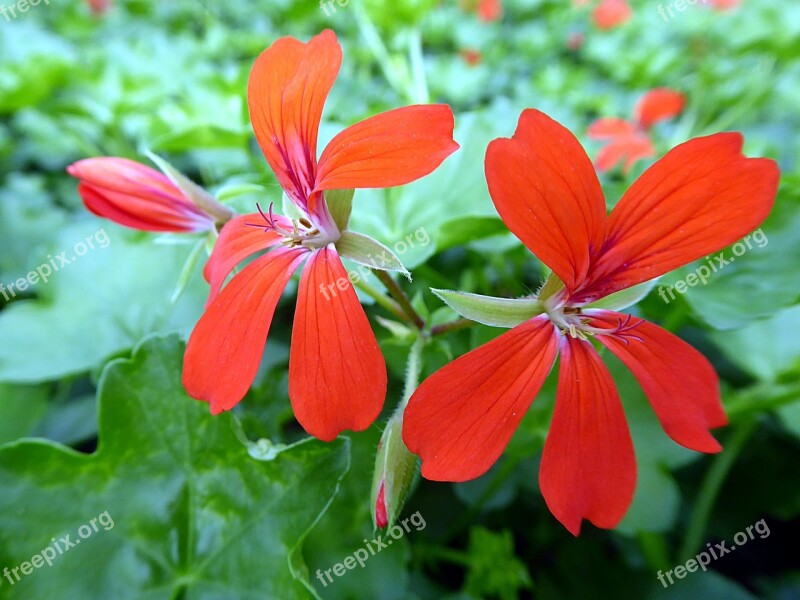 Geranium Pelargonium Red Géraniacées Plant