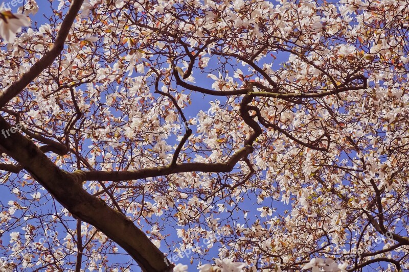 Flower Plant Nature Garden Magnolia