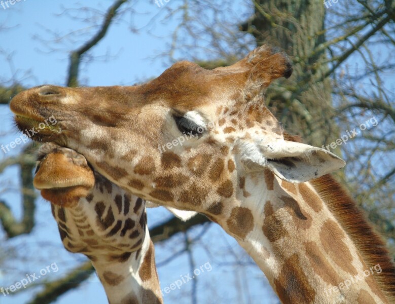 Nature Wildlife Giraffe Animal Mammal