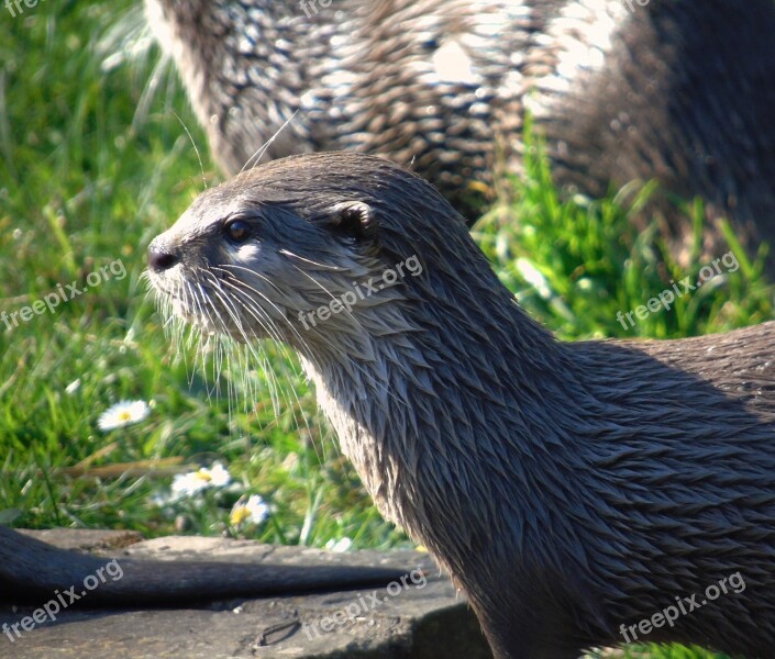 Wildlife Nature Mammal Animal Zoo