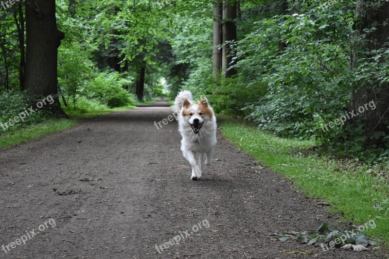 Dog Run Nature Forest Come