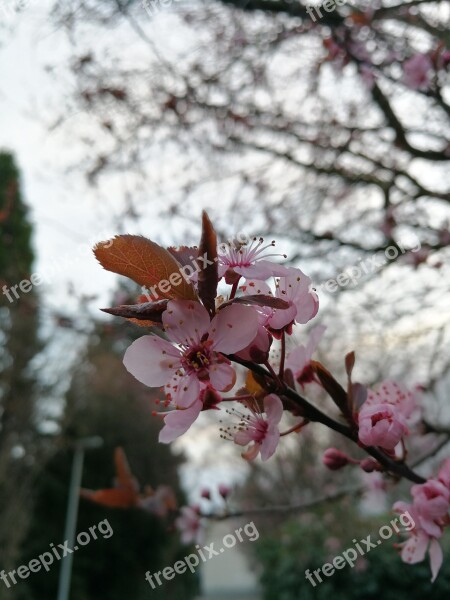 Tree Branch Flower Cherry Wood Nature