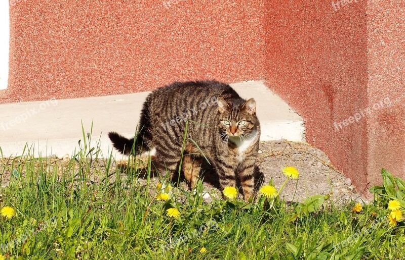 Nature Lawn Animals Cat At The Court Of