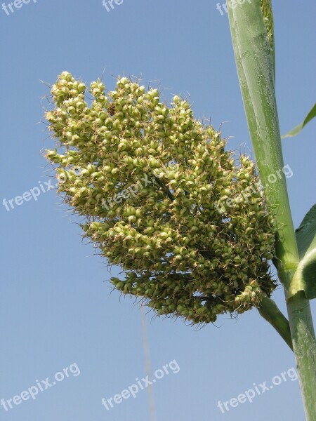 Nature Growth Flora Leaf Tree