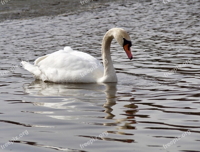 Swans The Birds Sea Ice Spring