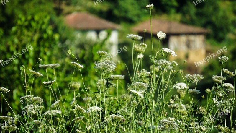 Grass Nature Plant Summer Flower