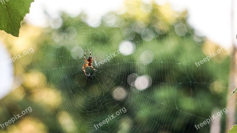 Nature Wallpaper Insect Spider Color