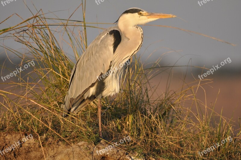 Bird Wildlife Outdoors Nature Marsh