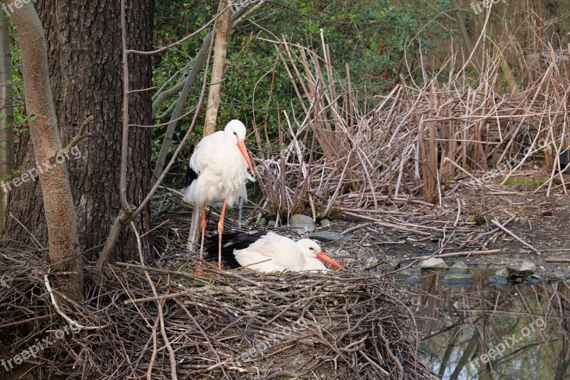 Nature Bird White Stork Stork Rattle Stork