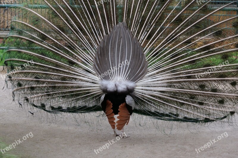 Feather Nature Bird Peacock Animal World