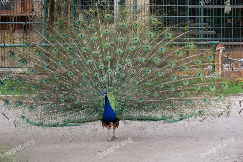 Bird Nature Animal Peacock Tittup