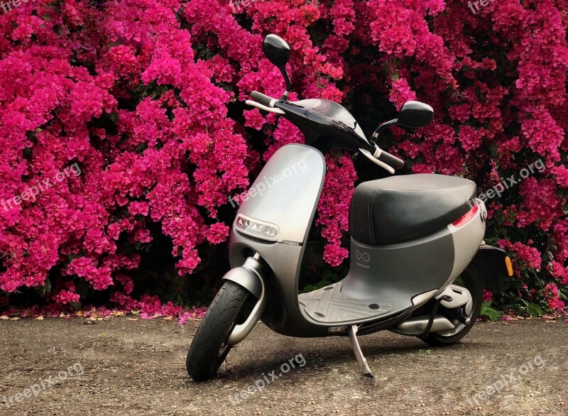 Flower Outdoor Nature Gogoro Rui Can