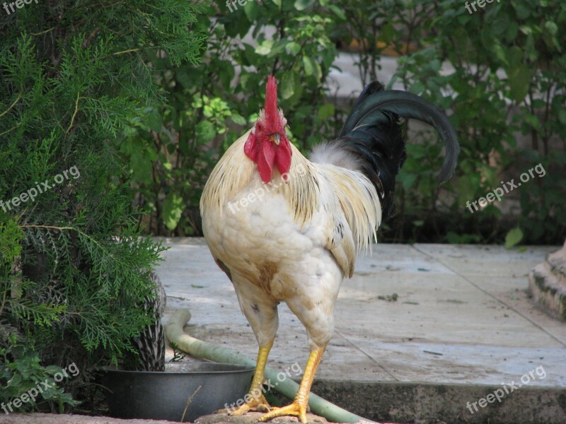 Bird Poultry Animal Nature Feather