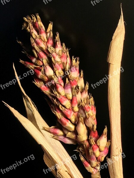 Dry Flower Seeds Dry Nature Grain