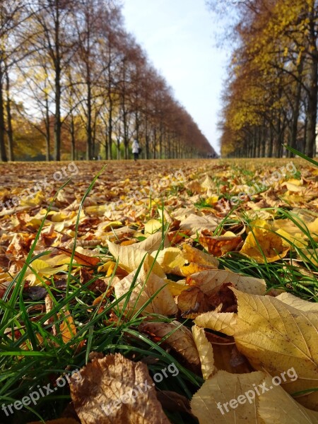 Leaf Nature Fall Outdoors Season