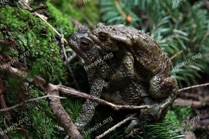 The Nature Of The Frog Our Environment Free Photos