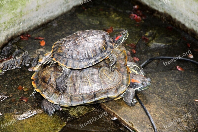 Turtle Trachemys Scripta The Red-eared Terrapins Nature Animals