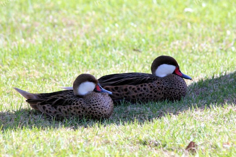 Shilokhvost Anas Bahamensis Barnacle Pintail Nature Living Nature