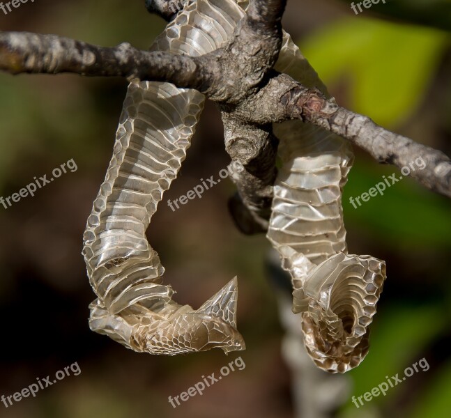 Snakeskin Skin Snake Pattern Tree